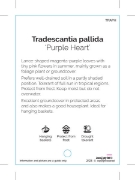 Picture of TRADESCANTIA PALLIDA PURPLE HEART                                                                                                                     