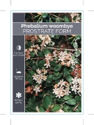 Picture of PHEBALIUM WOOMBYE PROSTRATE FORM                                                                                                                      
