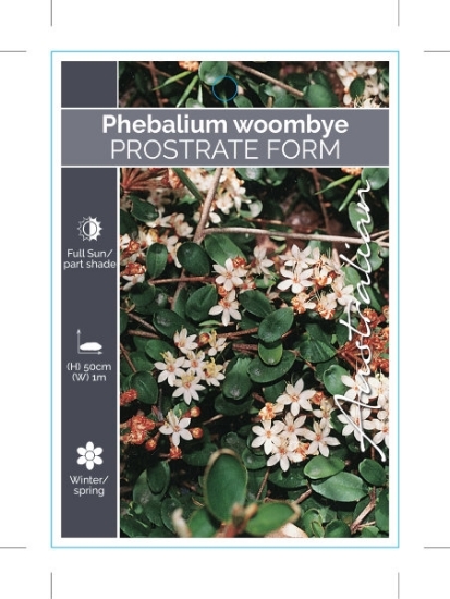 Picture of PHEBALIUM WOOMBYE PROSTRATE FORM                                                                                                                      
