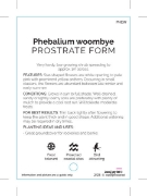 Picture of PHEBALIUM WOOMBYE PROSTRATE FORM                                                                                                                      