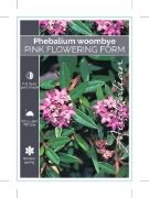 Picture of PHEBALIUM WOOMBYE PINK                                                                                                                                