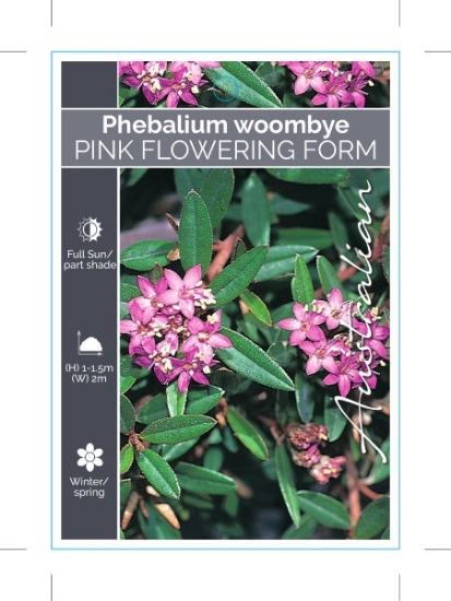 Picture of PHEBALIUM WOOMBYE PINK                                                                                                                                
