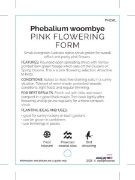 Picture of PHEBALIUM WOOMBYE PINK                                                                                                                                