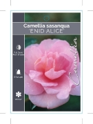 Picture of CAMELLIA ENID ALICE                                                                                                                                   