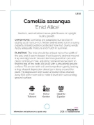 Picture of CAMELLIA ENID ALICE                                                                                                                                   