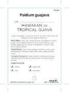 Picture of FRUIT GUAVA HAWAIIAN                                                                                                                                  