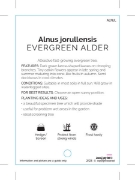 Picture of ALNUS JORULLENSIS EVERGREEN ALDER                                                                                                                     