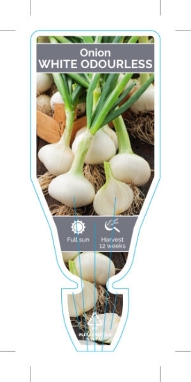 Picture of VEGETABLE ONION WHITE ODOURLESS (Allium cepa)                                                                                                         