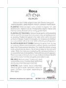 Picture of ROSE ATHENA (HT)                                                                                                                                      