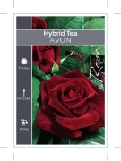 Picture of ROSE AVON (HT)                                                                                                                                        