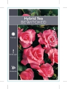 Picture of ROSE BEWITCHED (HT)                                                                                                                                   