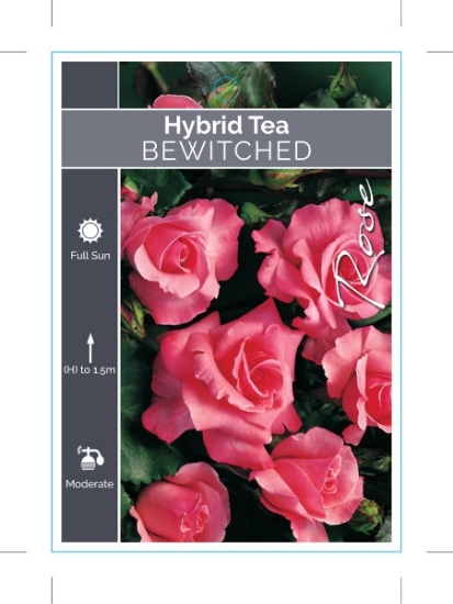 Picture of ROSE BEWITCHED (HT)                                                                                                                                   
