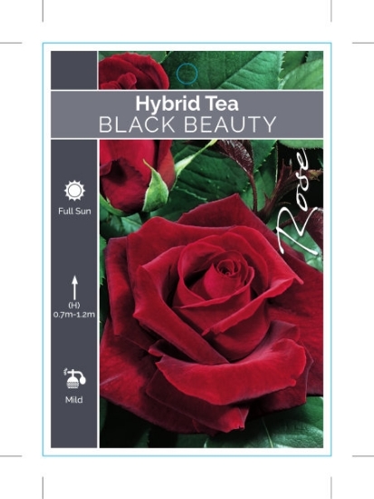 Picture of ROSE BLACK BEAUTY (HT)                                                                                                                                