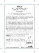 Picture of ROSE BLACK BEAUTY (HT)                                                                                                                                