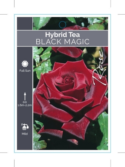 Picture of ROSE BLACK MAGIC (HT)                                                                                                                                 