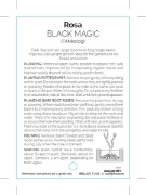 Picture of ROSE BLACK MAGIC (HT)                                                                                                                                 