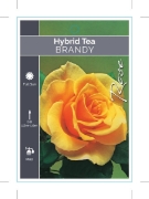Picture of ROSE BRANDY (HT)                                                                                                                                      