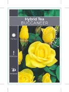 Picture of **ROSE BUCCANEER (HT)                                                                                                                                 