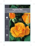 Picture of ROSE CANNES FESTIVAL (HT)                                                                                                                             