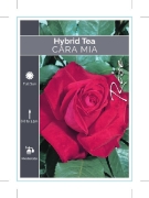 Picture of **ROSE CARA MIA (HT)                                                                                                                                  
