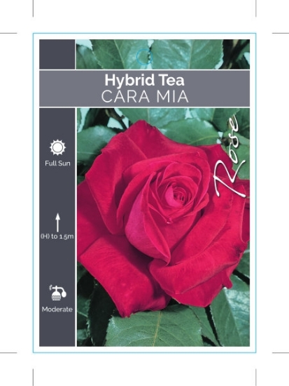 Picture of **ROSE CARA MIA (HT)                                                                                                                                  