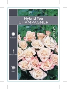 Picture of ROSE CHAMPAGNER (HT)                                                                                                                                  