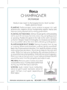 Picture of ROSE CHAMPAGNER (HT)                                                                                                                                  