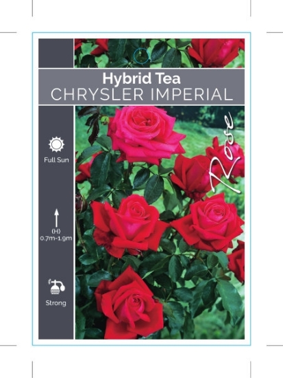 Picture of **ROSE CHRYSLER IMPERIAL (HT)                                                                                                                         