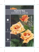 Picture of **ROSE COPPER GEM (HT)                                                                                                                                