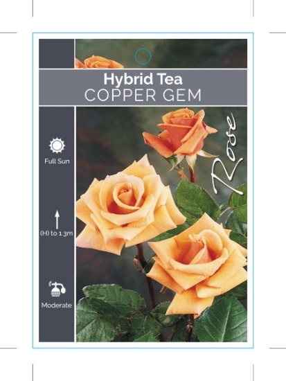 Picture of **ROSE COPPER GEM (HT)                                                                                                                                