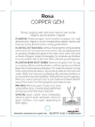 Picture of **ROSE COPPER GEM (HT)                                                                                                                                