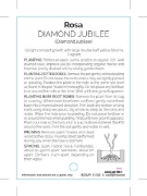 Picture of ROSE DIAMOND JUBILEE (HT)                                                                                                                             