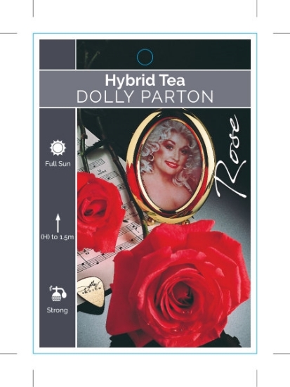 Picture of ROSE DOLLY PARTON (HT)                                                                                                                                