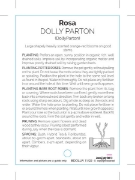 Picture of ROSE DOLLY PARTON (HT)                                                                                                                                