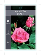 Picture of ROSE DUET (HT)                                                                                                                                        