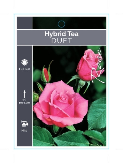 Picture of ROSE DUET (HT)                                                                                                                                        