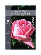 Picture of ROSE EIFFEL TOWER (HT)                                                                                                                                
