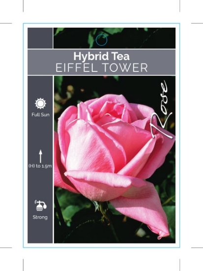 Picture of ROSE EIFFEL TOWER (HT)                                                                                                                                