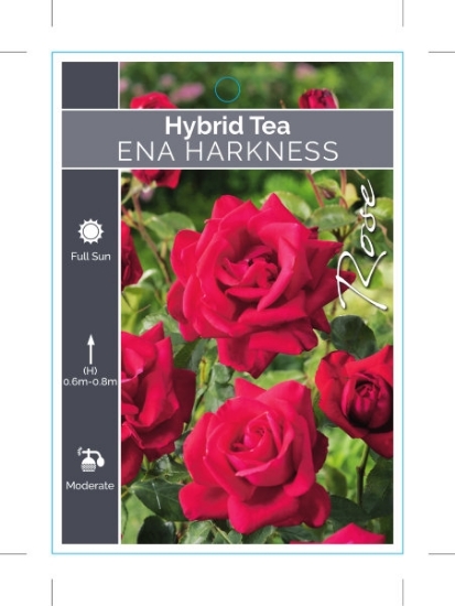 Picture of **ROSE ENA HARKNESS (HT)                                                                                                                              