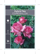 Picture of **ROSE ESMERALDA (HT)                                                                                                                                 