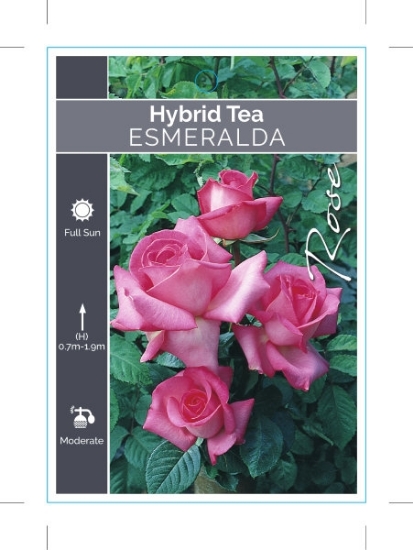 Picture of **ROSE ESMERALDA (HT)                                                                                                                                 