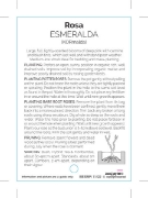 Picture of **ROSE ESMERALDA (HT)                                                                                                                                 