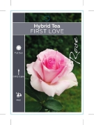 Picture of ROSE FIRST LOVE (HT)                                                                                                                                  