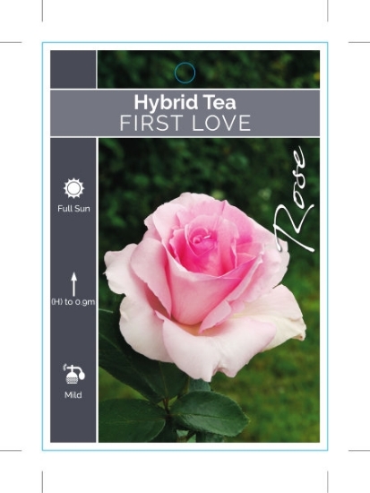 Picture of ROSE FIRST LOVE (HT)                                                                                                                                  