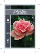 Picture of ROSE FLAMINGO (HT)                                                                                                                                    