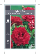 Picture of ROSE FRAGRANT CHARM (HT)                                                                                                                              