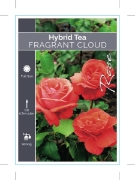 Picture of ROSE FRAGRANT CLOUD (HT)                                                                                                                              
