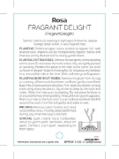 Picture of **ROSE FRAGRANT DELIGHT (HT)                                                                                                                          