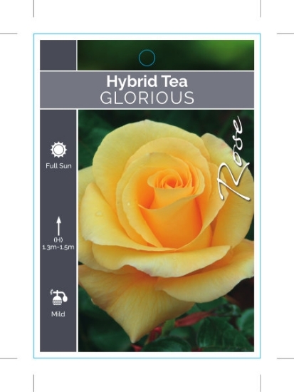 Picture of ROSE GLORIOUS (HT)                                                                                                                                    