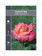 Picture of ROSE GRANADA (HT)                                                                                                                                     
